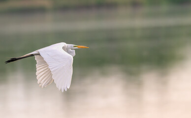 Closeup of  white heron, or great egret, in flight.