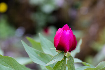Red and pink flowers in nature. A plant native to Turkey, peony, scientific name; Paeonia turcica.