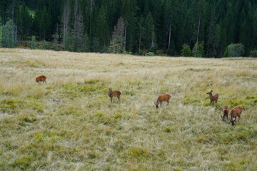 The deer at the Paneveggio park. The deer nature reserve in Paneveggio. Predazzo, Val di Fiemme, South Tyrol, Trentino Alto Adige, Italy.