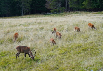The deer at the Paneveggio park. The deer nature reserve in Paneveggio. Predazzo, Val di Fiemme, South Tyrol, Trentino Alto Adige, Italy.