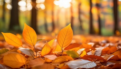 Autumn leaves in golden light