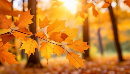 Golden autumn leaves in sunlight