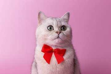Portrait of British white cat, with a red bow on her chest, sitting on a pink background
