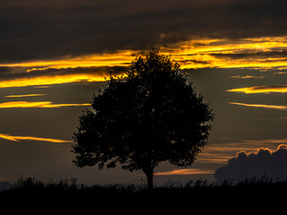 silhouette of a tree