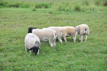A group of great Dorper Sheep grazing on the farm's green pastures