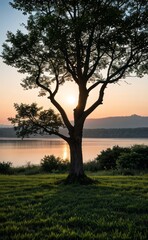 professional photograph of single tree in sunset
