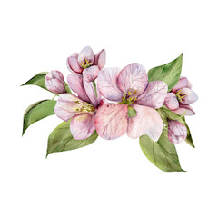 Obraz premium Apple tree blossom flowers with green leaves watercolor illustration. Hand drawn spring floral composition, botanical pink elements for wedding, invitation decor, product packing design