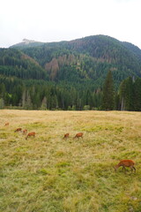 The deer at the Paneveggio park. The deer nature reserve in Paneveggio. Predazzo, Val di Fiemme, South Tyrol, Trentino Alto Adige, Italy.