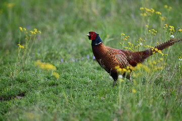 Farbenfroher Fasan zwischen gelben Blumenblüten auf grüner Wiese sagt Danke für das prächtige...