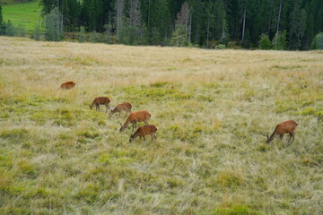 The deer at the Paneveggio park. The deer nature reserve in Paneveggio. Predazzo, Val di Fiemme, South Tyrol, Trentino Alto Adige, Italy.