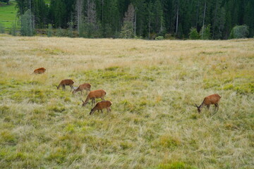 The deer at the Paneveggio park. The deer nature reserve in Paneveggio. Predazzo, Val di Fiemme, South Tyrol, Trentino Alto Adige, Italy.