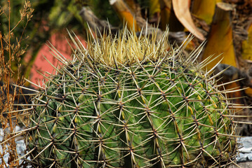 Golden barrel cactus, Ball cactus echinocactus grusonii in the garden.