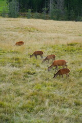 The deer at the Paneveggio park. The deer nature reserve in Paneveggio. Predazzo, Val di Fiemme, South Tyrol, Trentino Alto Adige, Italy.