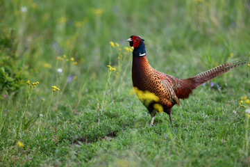 Farbenfroher Fasan Vogel zwischen gelben Blumenblüten auf grüner Wiese sagt Danke für das prächtige Pfingstfest