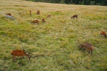 The deer at the Paneveggio park. The deer nature reserve in Paneveggio. Predazzo, Val di Fiemme, South Tyrol, Trentino Alto Adige, Italy.