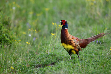 Farbenfroher Fasan Vogel zwischen bunten Sommer Blumen auf grüner Wiese sagt Danke für das prächtige Pfingstfest