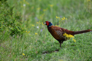 Farbenfroher Fasan stehen zwischen gelben Blumenblüten auf grüner Wiese sagt Danke für das prächtige Pfingstfest