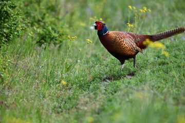 Farbenfroher Fasan Vogel zwischen gelben Blumenblüten auf grüner Wiese sagt Danke zu Ostern