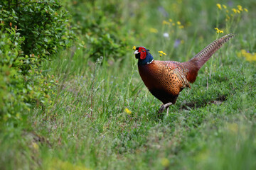 Farbenfroher Fasan Vogel geht energisch zwischen gelben Blumenblüten auf grüner Wiese und sagt Danke für das prächtige Pfingstfest