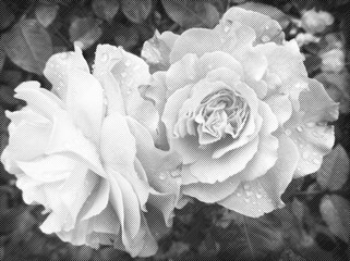 An black and white Illustration of roses . The illustration made of diagonal lines of different weights.