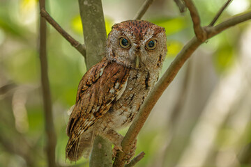 Eastern Screech Owl