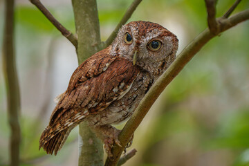 Eastern Screech Owl