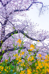 五条川、菜の花と満開の桜