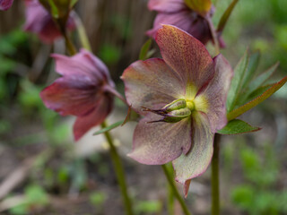 helleborus orientalis