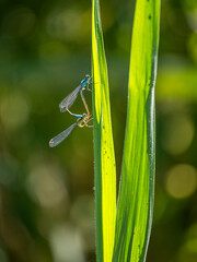 dragonflies on a leaf