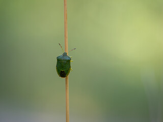 green bug on a leaf
