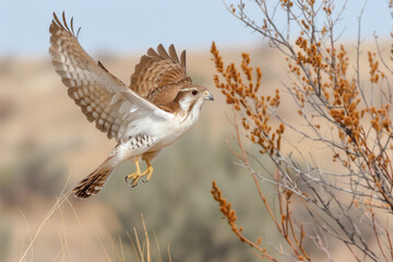 Small bird in midflight with brown and white feathers, flying over dry grass near small bushes, wings outstretched