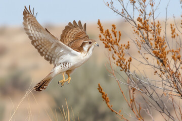 Small bird in midflight with brown and white feathers, flying over dry grass near small bushes, wings outstretched - Powered by Adobe