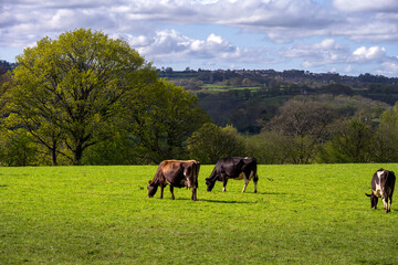 Cows in a field in spring, East Sussex, England