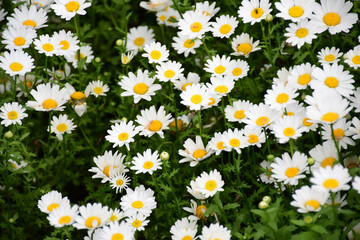 Abundant Daisies in Istanbul