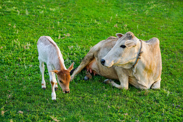 Mother cow with newborn calf on green grass of meadow