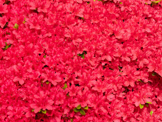 満開のツツジの花