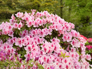満開のツツジの花