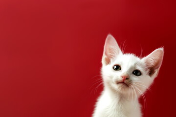 Fototapeta premium White kitten on red background with copy space for text. Close up portrait of a curious white cat peeking out and waiting for food.