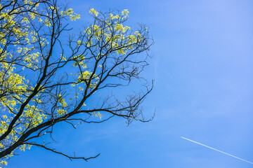 Tree with some leaves growing on a blue sky with aeroplane approaching towards it