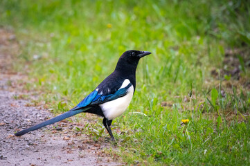 magpie