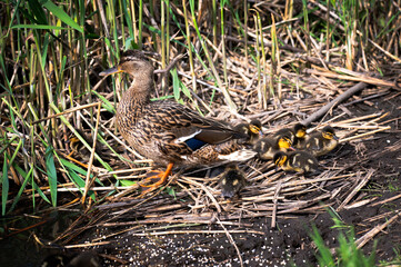 duck and ducklings