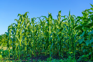 A field of corn is growing in the sun