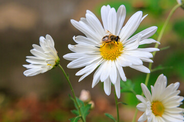 Obraz premium A bee is sitting on a white flower