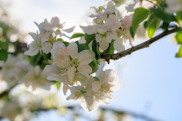 A tree with white flowers is in the sun