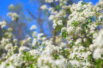 A tree with white flowers is in full bloom