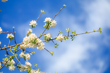 A tree with white flowers is in front of a blue sky