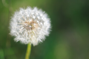 A close up of a white flower with a green background