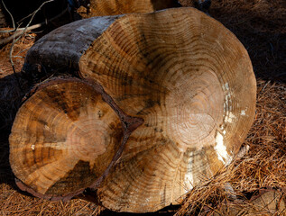 Anillos de crecimiento en tronco de pinus radiata