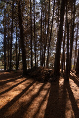 Contraluz en oto&ntilde;o en un bosque de pino en Curanipe, Chile