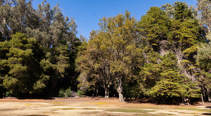 Naklejka na ściany i meble Bosques plantados en la Reserva Federico Albert, Chile